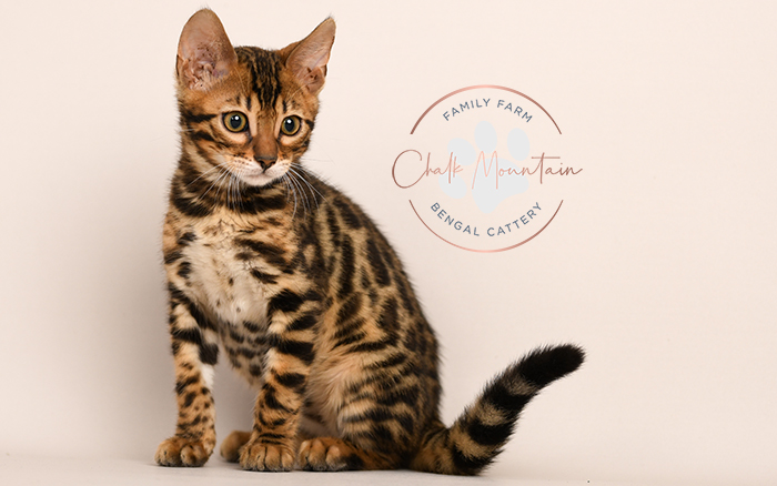 Bengal kitten for sale